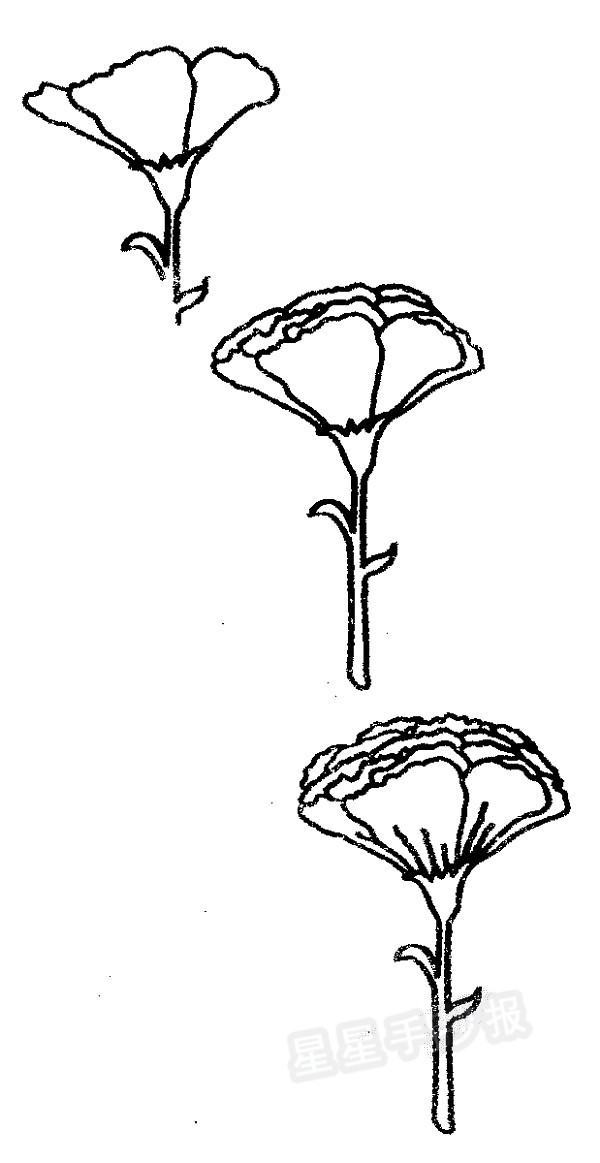 康乃馨怎么画_康乃馨画画教程_康乃馨画法