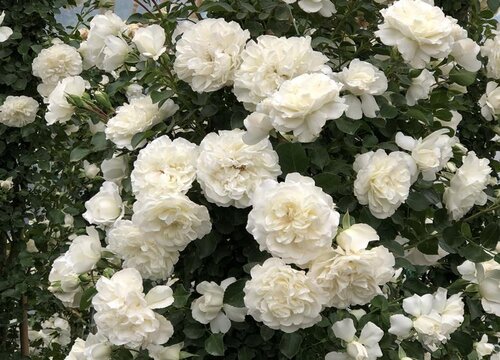 送情人节花图片_情人节送什么花_送情人节花写什么祝福语