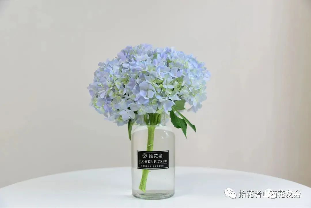 鲜花养护_鲜花养护保鲜法_鲜花养护方法