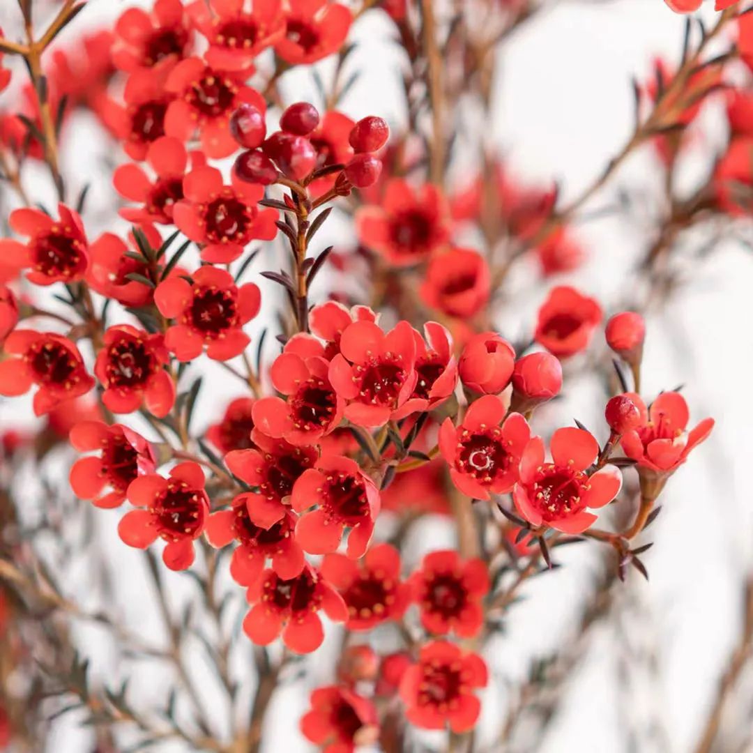 鲜花养护说明_鲜花养护_睡莲鲜花养护