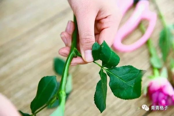 郁金香鲜花养护_带泥鲜花礼盒如何养护_鲜花养护