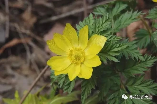 小众花的名字_漂亮小众的花_小众但花语特别的花