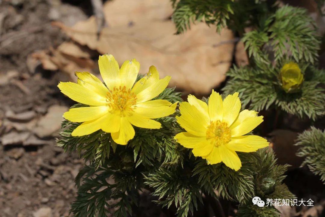 漂亮小众的花_小众花的名字_小众但花语特别的花