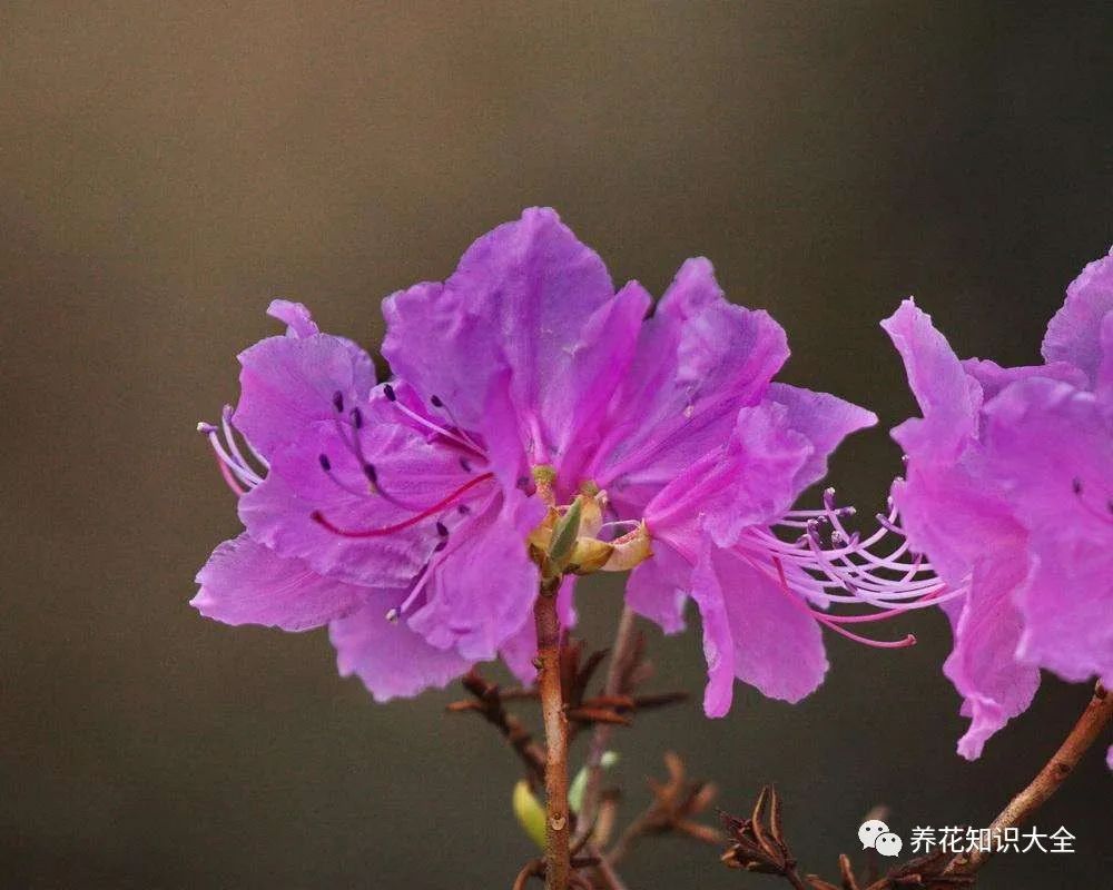 小众花的名字_小众但花语特别的花_漂亮小众的花