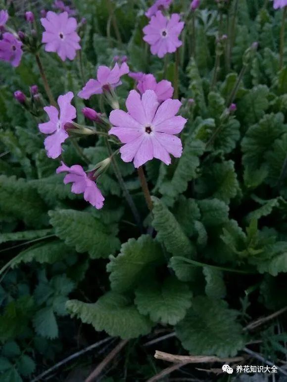 小众但花语特别的花_漂亮小众的花_小众花的名字