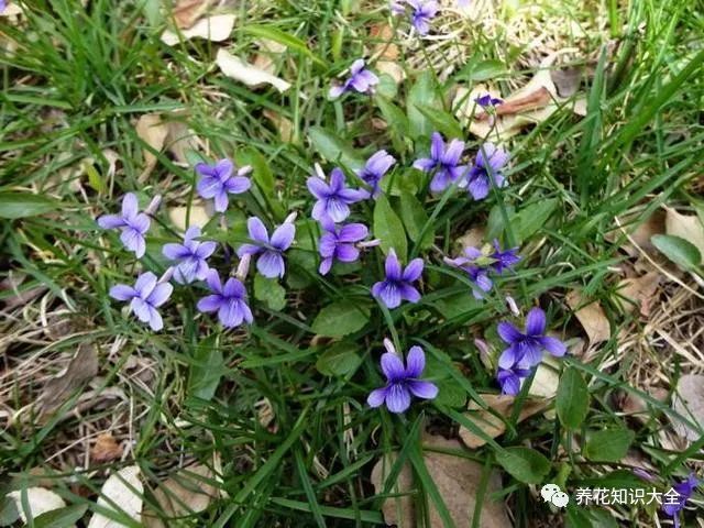 小众花的名字_漂亮小众的花_小众但花语特别的花