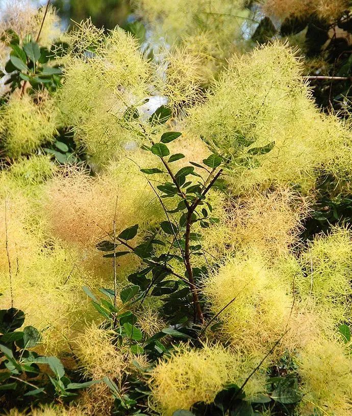 小众花的名字_小众但花语特别的花_花语小众的花