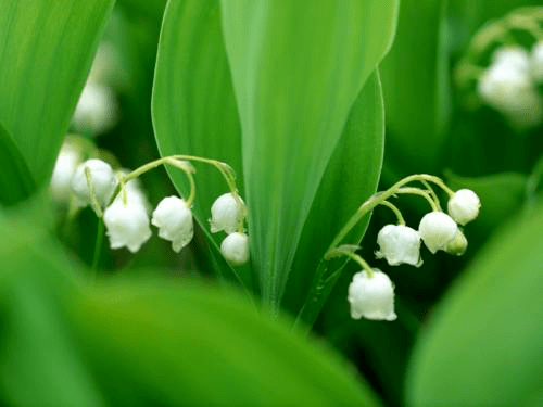 铃兰花语和寓意_铃兰花为啥不吉利_铃兰花