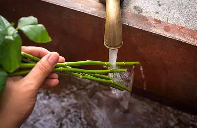 鲜花养护保鲜法_鲜花养护小知识_鲜花养护