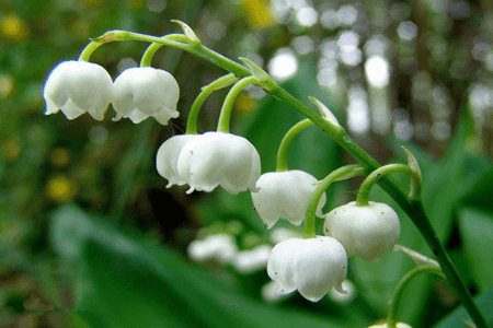 铃兰花为啥不吉利_铃兰花_铃兰花语和寓意