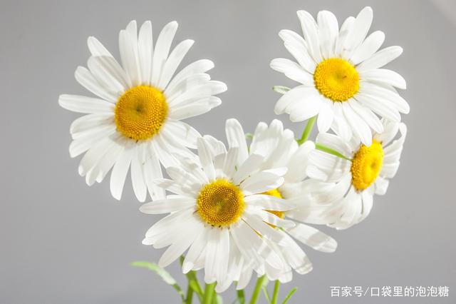 鲜花养护小知识_鲜花养护保鲜法_鲜花养护