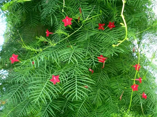 几种室内花卉植物的养殖方法（100种常见室内绿植）(100)