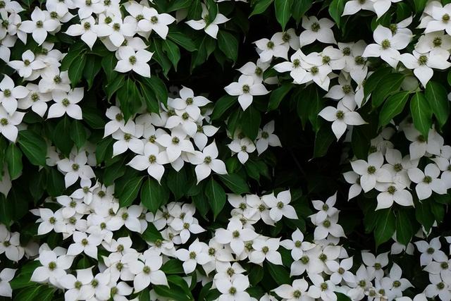 几种室内花卉植物的养殖方法（100种常见室内绿植）(14)