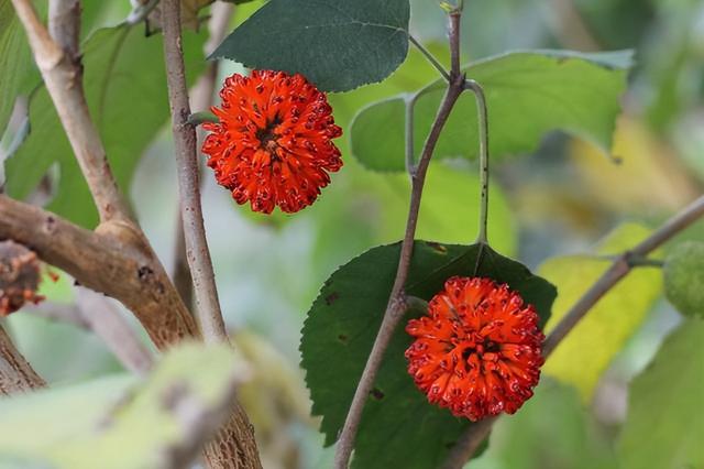 几种室内花卉植物的养殖方法（100种常见室内绿植）(52)