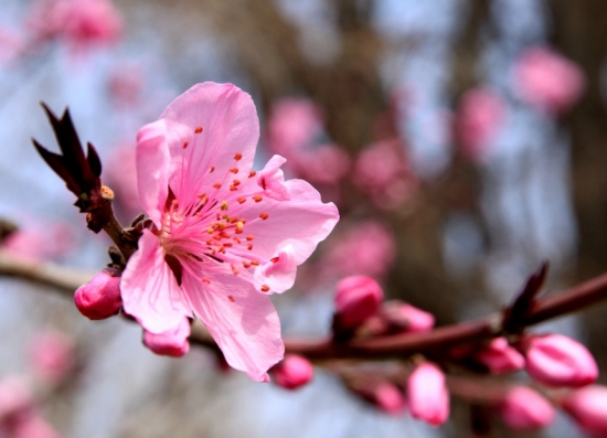 桃花