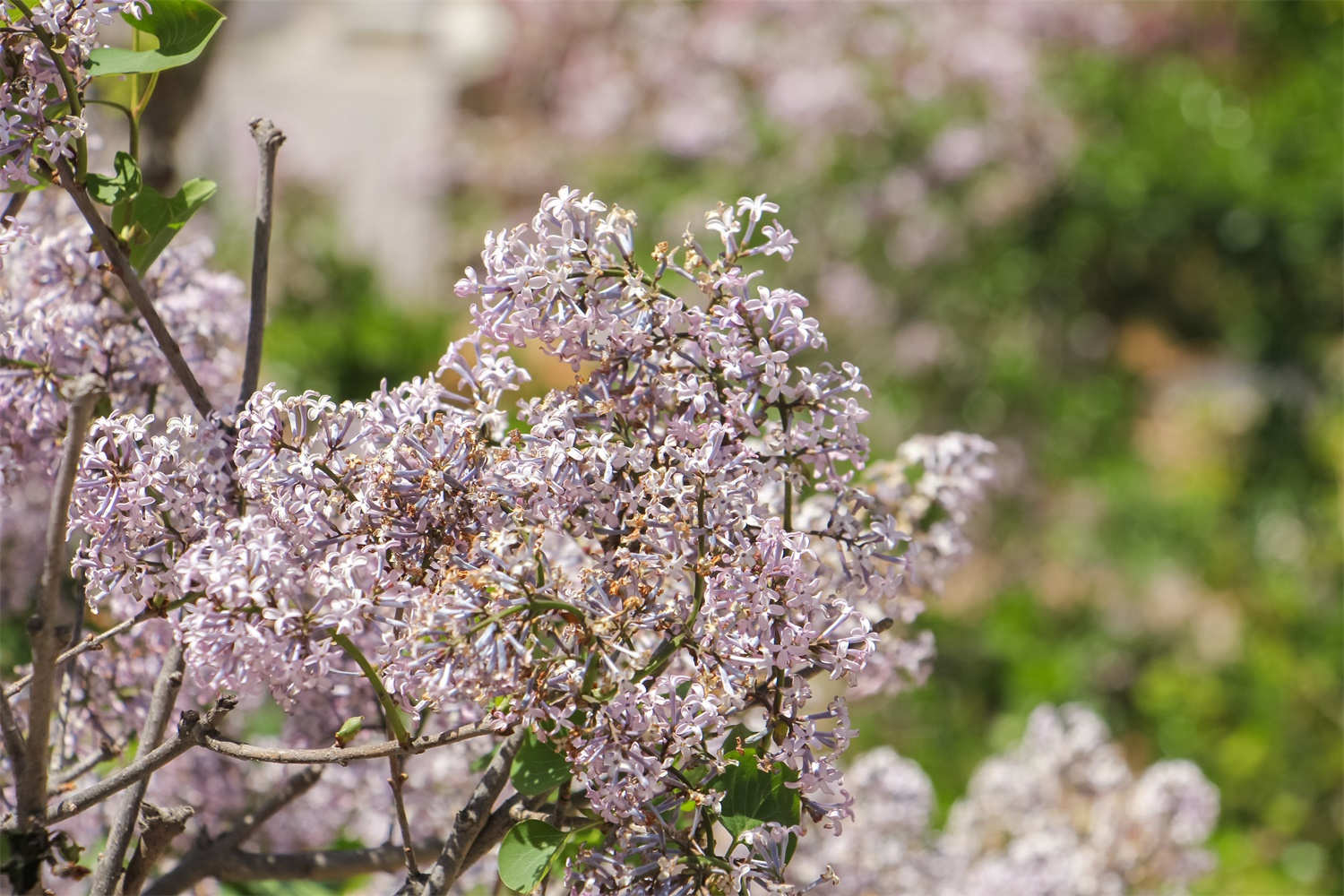 丁香花