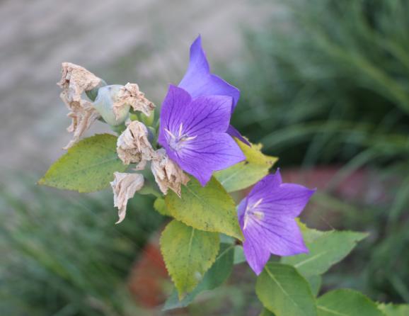 鸢尾 养护 鲜花_玫瑰鲜花养护_鲜花养护