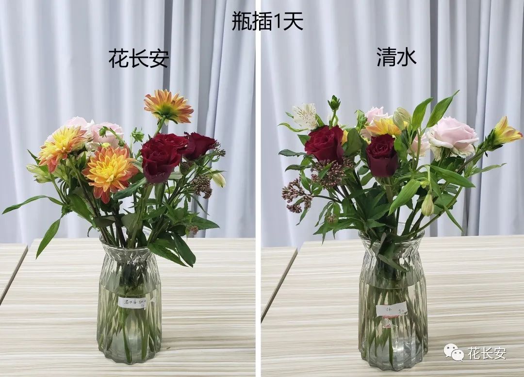 鲜花养护_鲜花养护小知识_鲜花养护步骤示意图