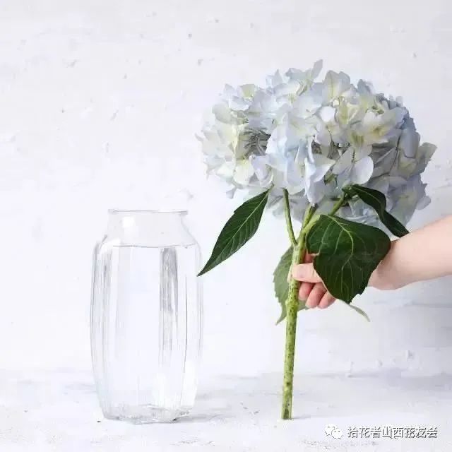 鲜花养护_鲜花养护保鲜法_鲜花养护方法