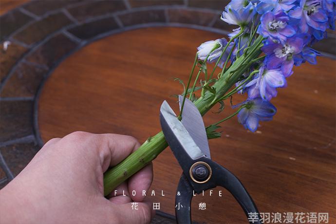 鲜花养护步骤示意图_睡莲鲜花养护_鲜花养护