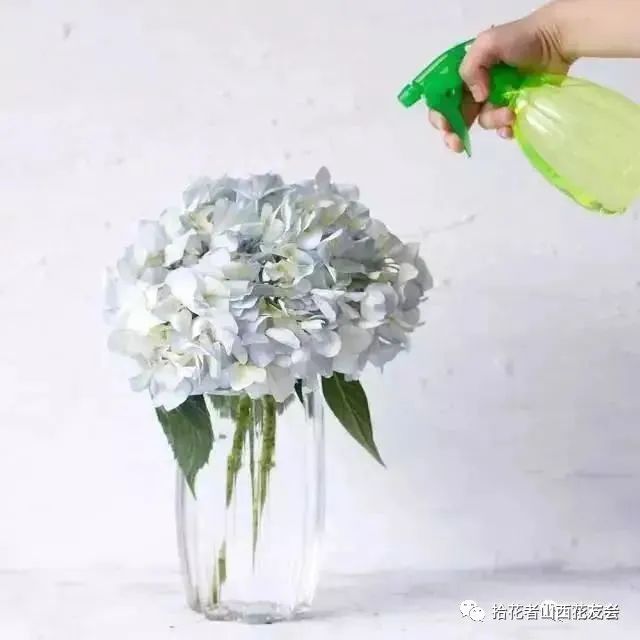 鲜花养护方法_鲜花养护保鲜法_鲜花养护