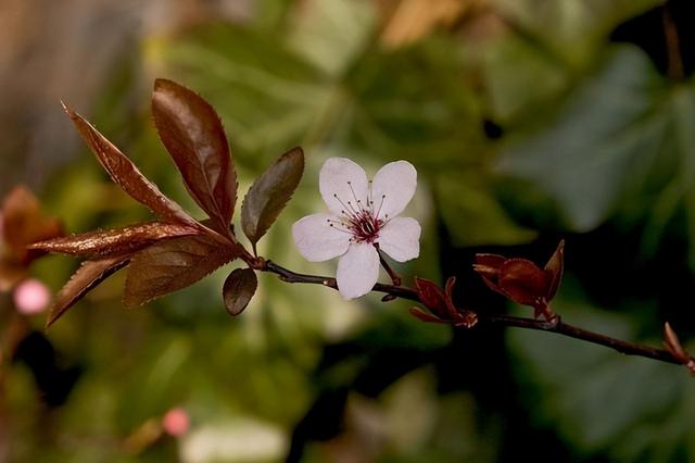 几种室内花卉植物的养殖方法（100种常见室内绿植）(35)