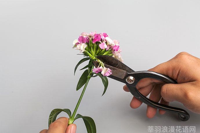 睡莲鲜花养护_鲜花养护_鲜花养护步骤示意图