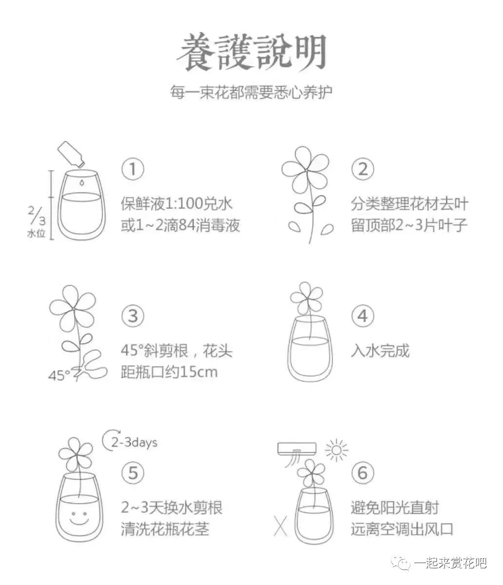 康乃馨鲜花养护_鲜花养护步骤示意图_鲜花养护