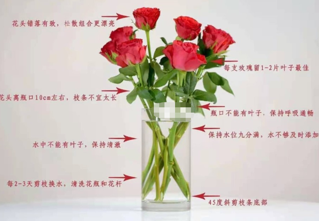 鲜花养护_鲜花养护保鲜法_鲜花养护方法