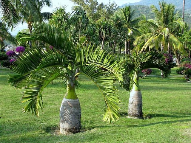 几种室内花卉植物的养殖方法（100种常见室内绿植）(15)