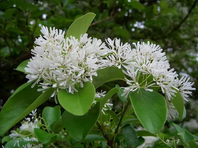 几种室内花卉植物的养殖方法（100种常见室内绿植）(16)