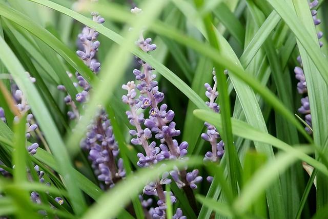 几种室内花卉植物的养殖方法（100种常见室内绿植）(79)