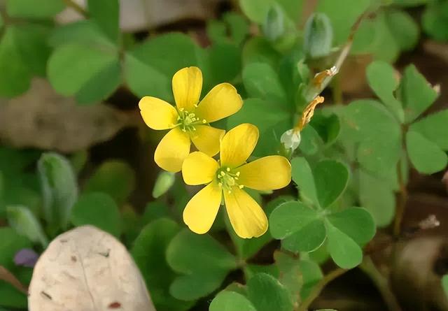 几种室内花卉植物的养殖方法（100种常见室内绿植）(34)