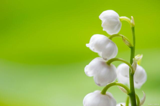 铃兰花图片_铃兰花语和寓意_铃兰花