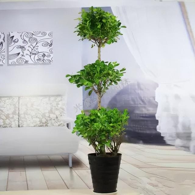 几种室内花卉植物的养殖方法（100种常见室内绿植）(3)