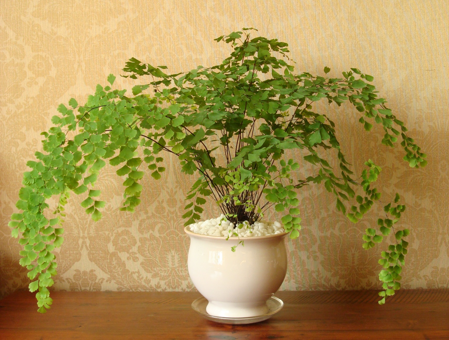 室内植物100种大盆栽(室内植物100种大盆栽百度图片搜索)