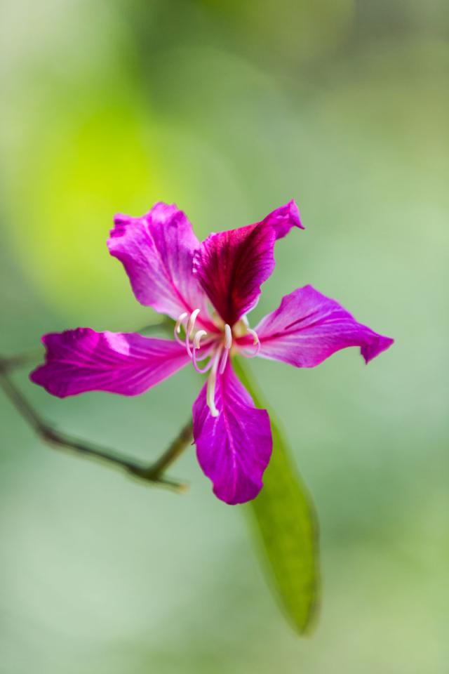 花语故事_花语故事书_花语故事英文缩写怎么写