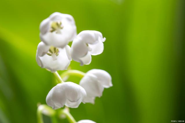 铃兰花图片_铃兰花_铃兰花语和寓意