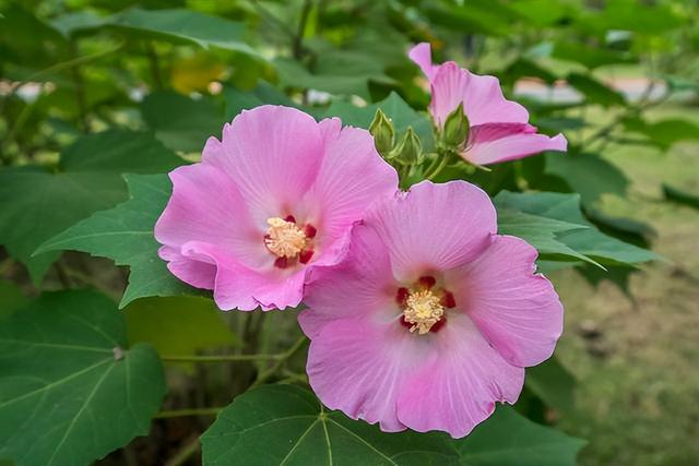 几种室内花卉植物的养殖方法（100种常见室内绿植）(12)