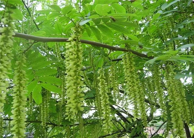 几种室内花卉植物的养殖方法（100种常见室内绿植）(47)