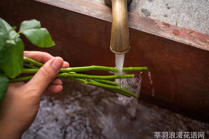 睡莲鲜花养护_鲜花养护步骤示意图_鲜花养护