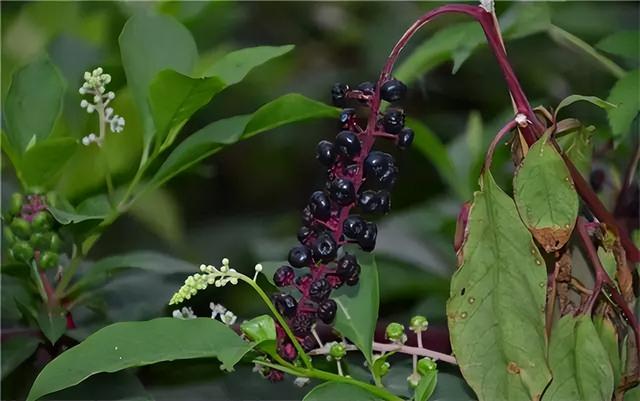 几种室内花卉植物的养殖方法（100种常见室内绿植）(84)