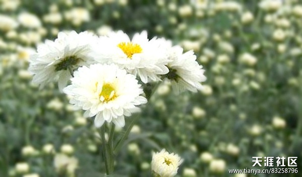 花语故事英文缩写怎么写_花语故事会_花语故事