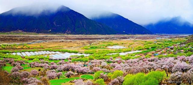 中国最美的花朵图片_最美最美的花图片_最美花朵图片大全