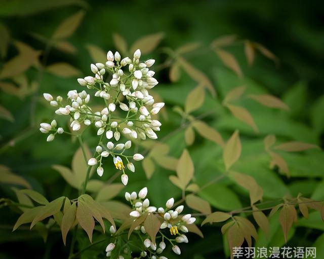 几种室内花卉植物的养殖方法（100种常见室内绿植）(9)