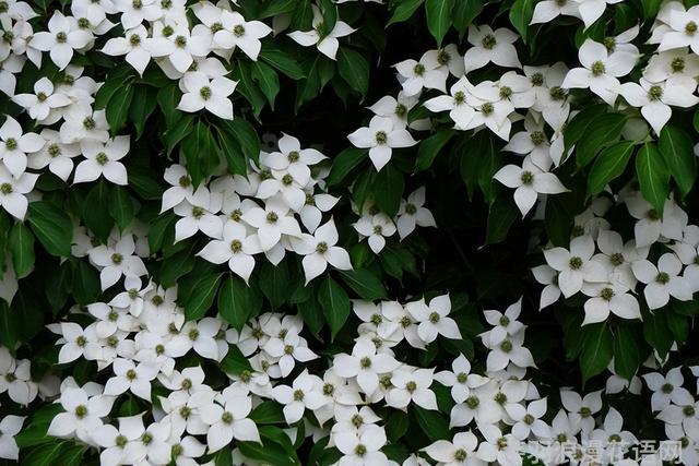 几种室内花卉植物的养殖方法（100种常见室内绿植）(14)