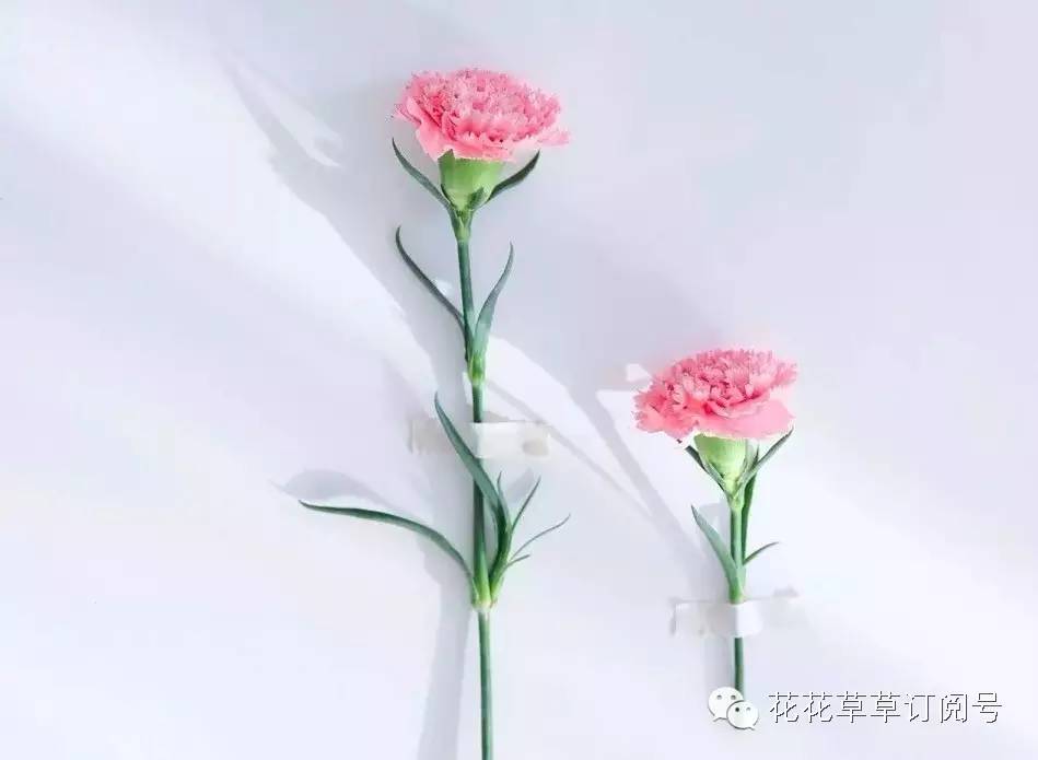 鲜花养护_鲜花养护步骤示意图_鲜花养护小知识