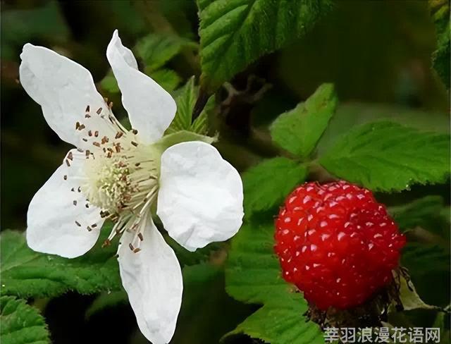 几种室内花卉植物的养殖方法（100种常见室内绿植）(40)