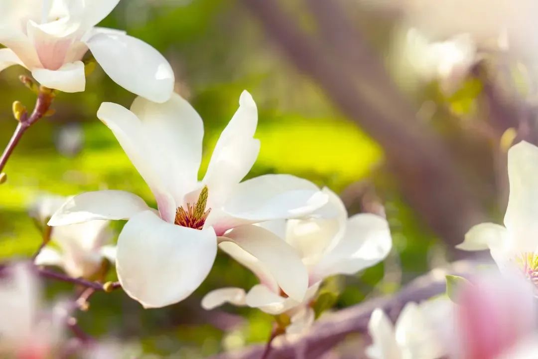 花语故事会_花语故事大全_花语故事