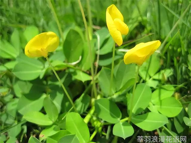 几种室内花卉植物的养殖方法（100种常见室内绿植）(99)